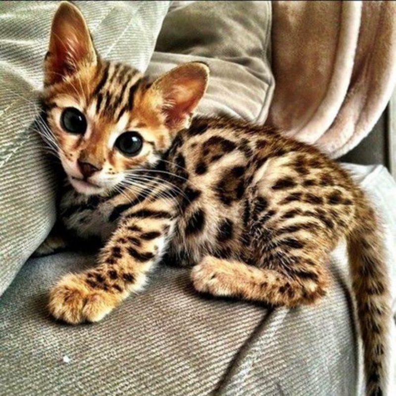 Бенгальская кошка котенок