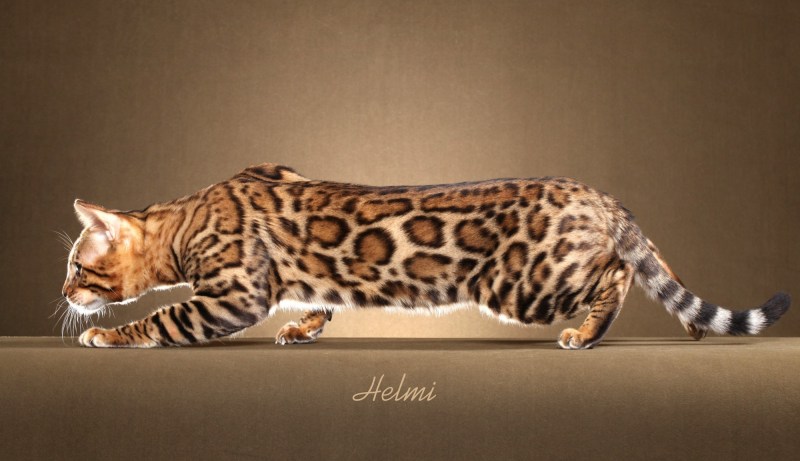 Кошка породы бенгал