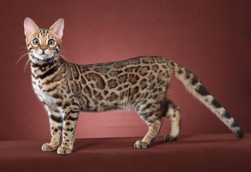 Бенгальский кот