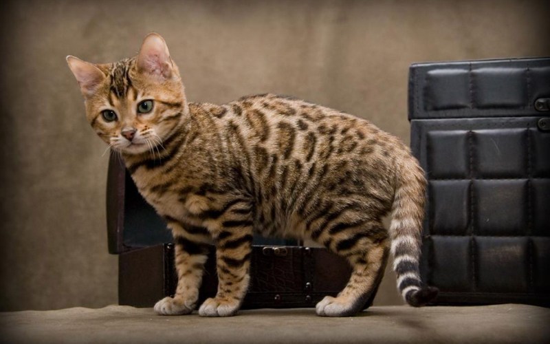 Бенгальская кошка