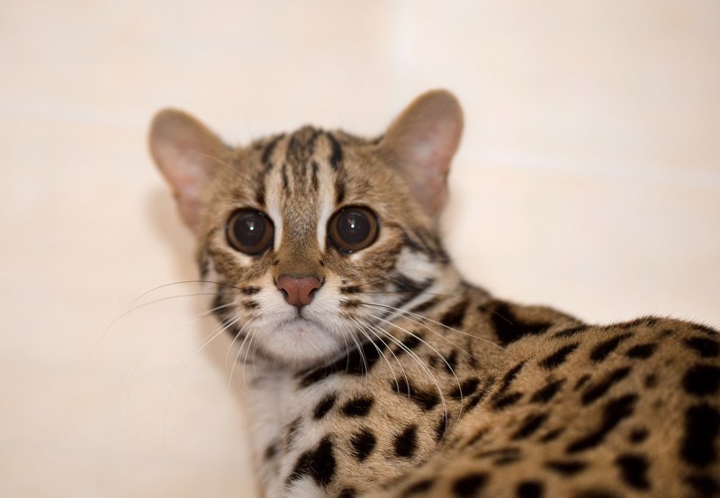 Кошка леопард