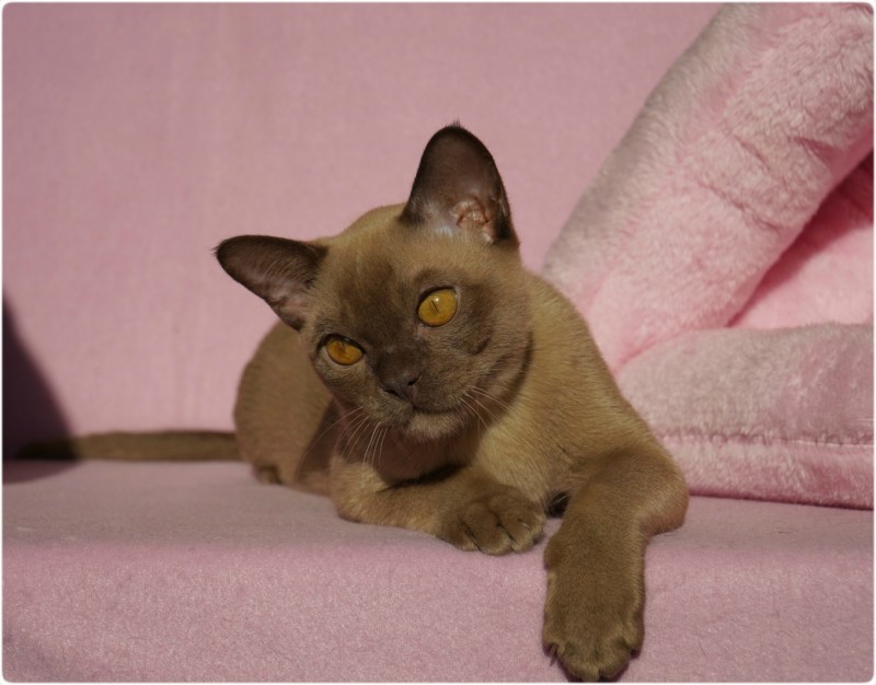 Бурманская кошка Котопес