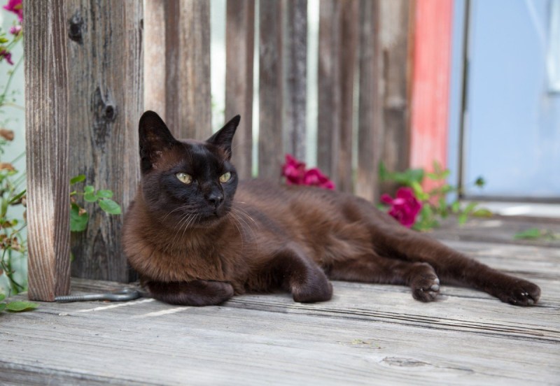 Бурманская кошка коричневая