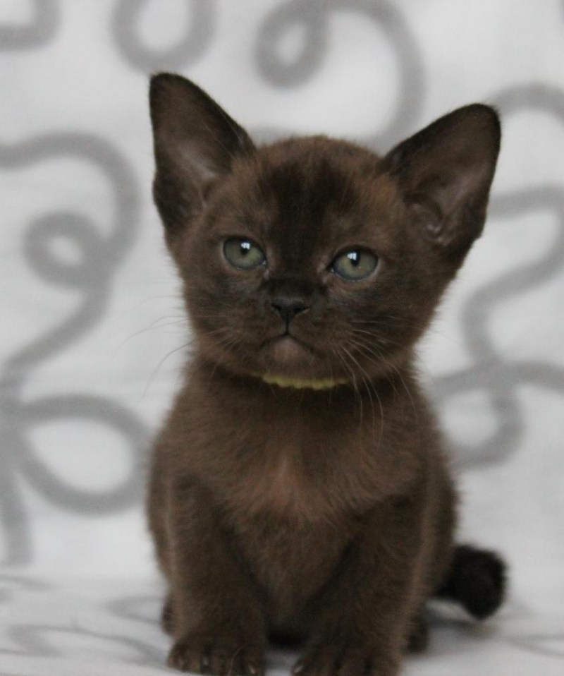 Бурманский котенок