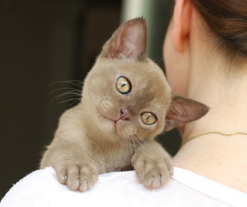 Котята Бурмы