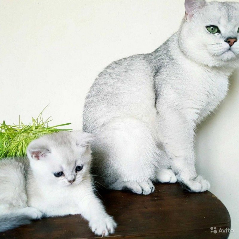 Серебристая шиншилла британец котенок