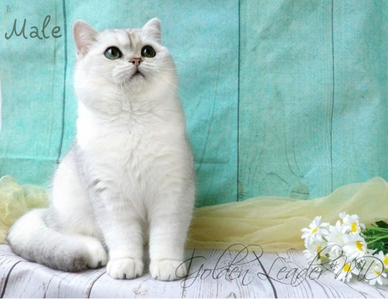 Котята породы шиншилла