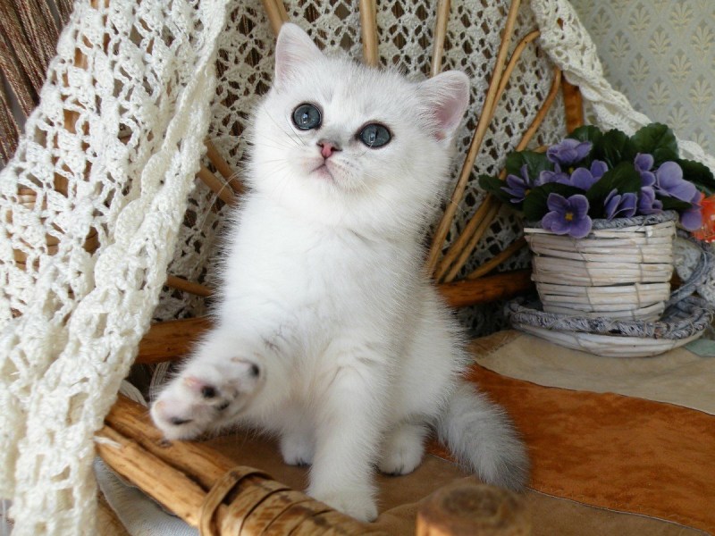 Шотландская короткошерстная шиншилла