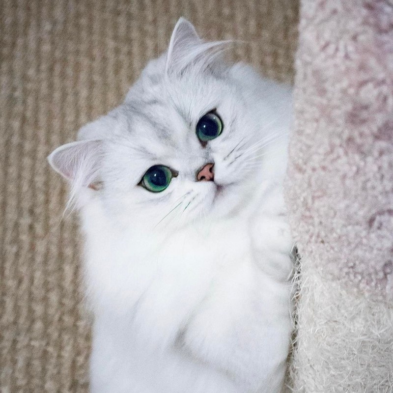 Британская шиншилла кошка
