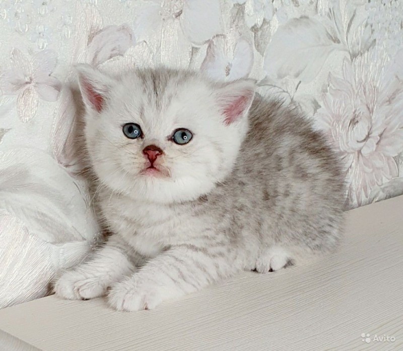 Британская короткошёрстная кошка шиншилла