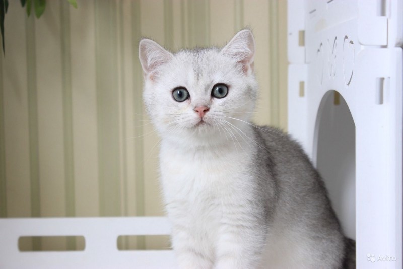 Бурмилла шиншилла