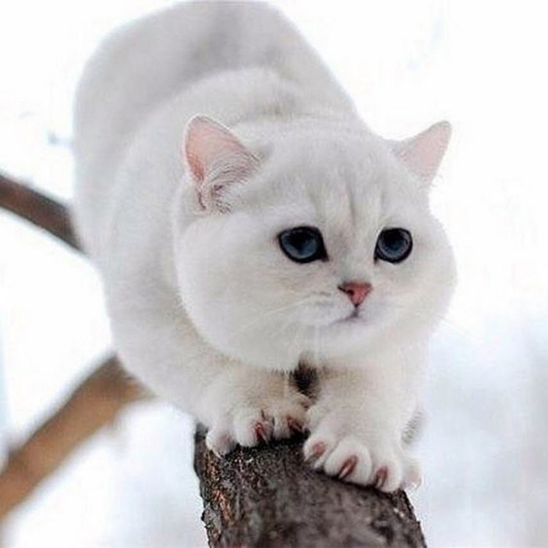 Серебристая шиншилла кошка