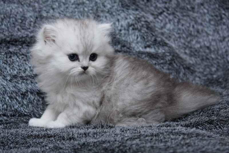Шотландская короткошерстная шиншилла