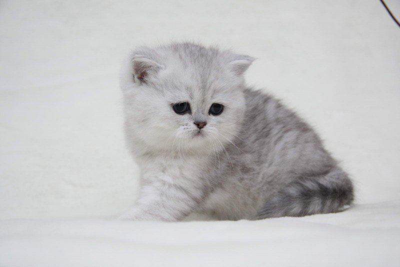 Британский кот шиншилла