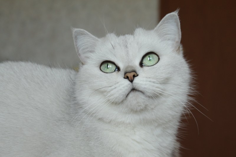 Котики серебристая шиншилла Алекс