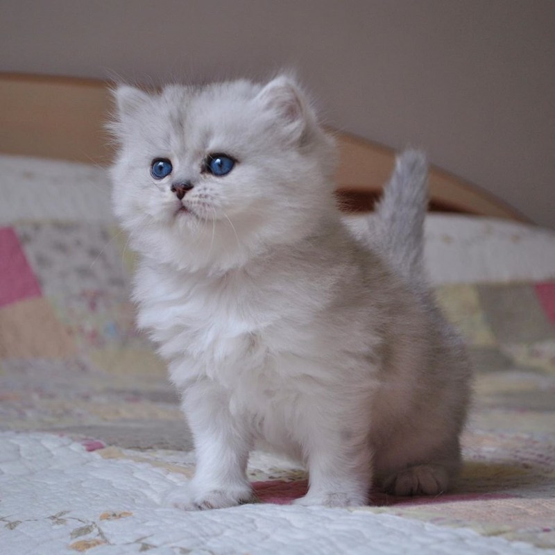 Шиншилла Британская голубая