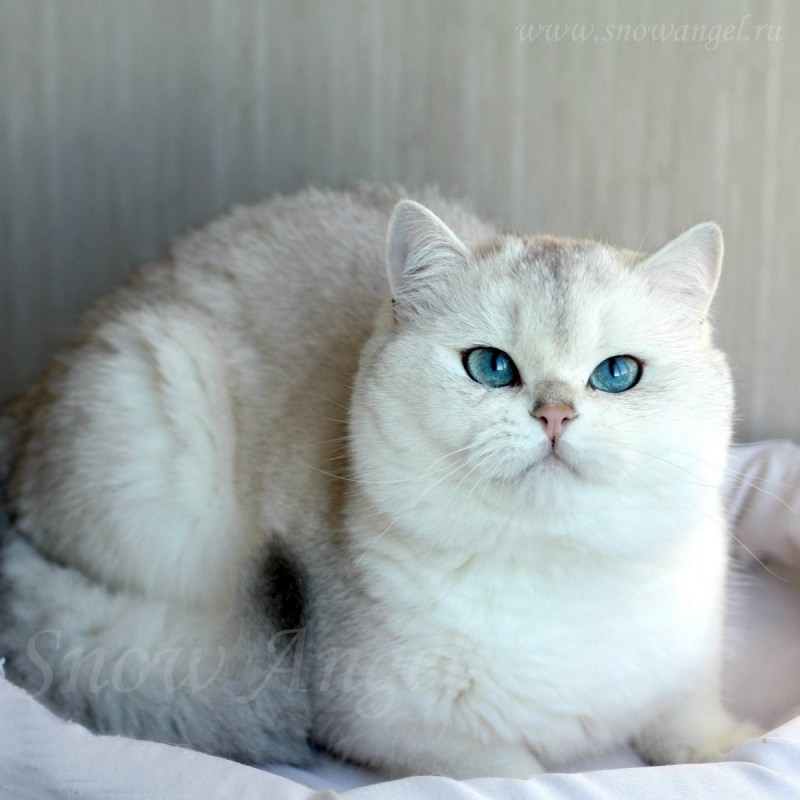 Британская короткошёрстная шиншилла
