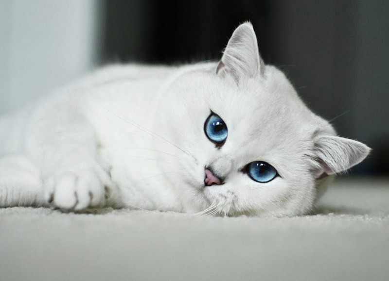 Персидская шиншилла