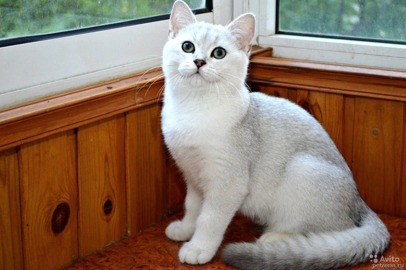 Серебристая шиншилла британец