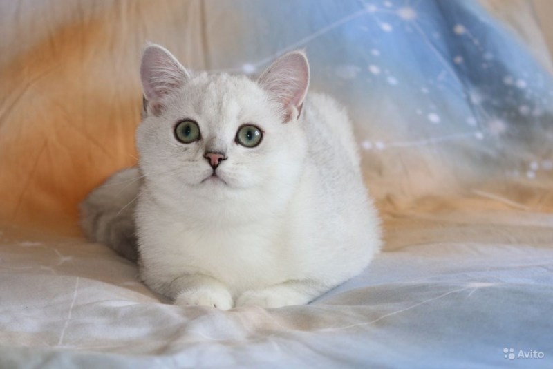 Кошка породы Британская затушеванная шиншилла