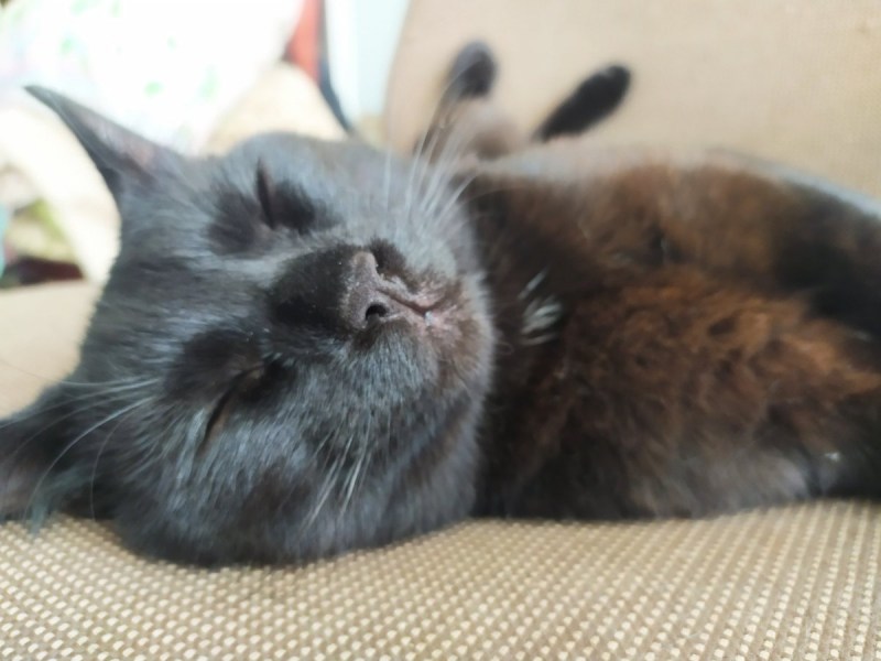 У кошки опухла нижняя губа