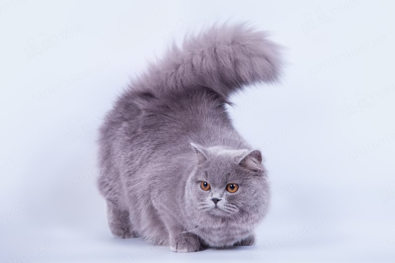 Британская длинношёрстная кошка
