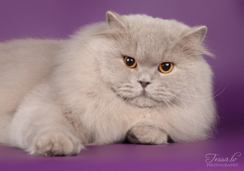 Британская длинношёрстная кошка