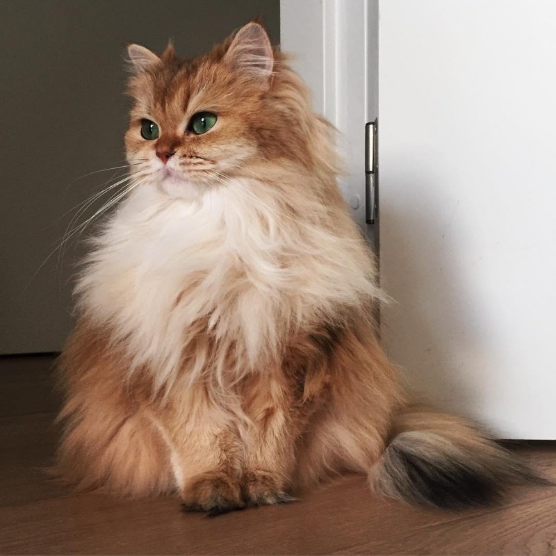 Британский длинношерстный кот