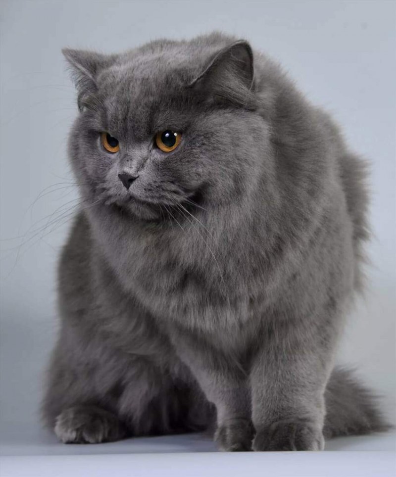 Британский длинношерстный кот