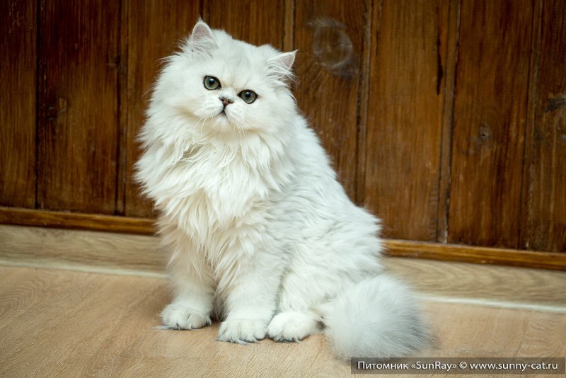 Британская длинношёрстная кошка