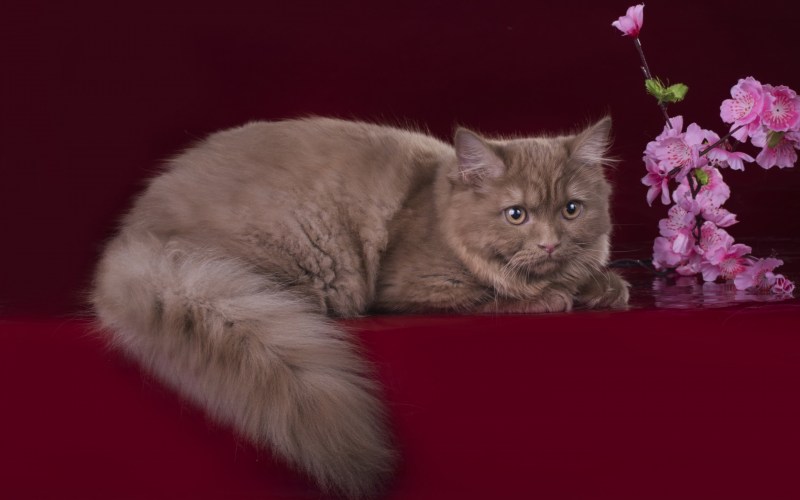 Британский длинношерстный кот рыжий