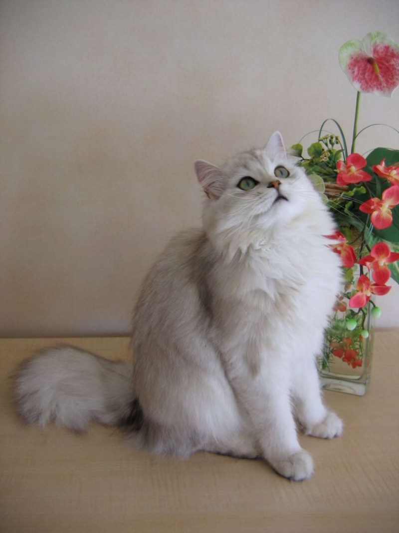 Британская длинношёрстная кошка белая