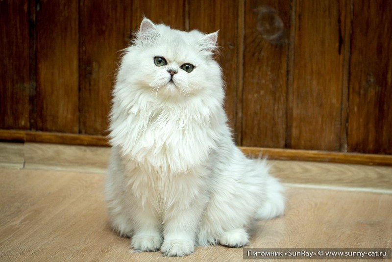 Британская длинношёрстная кошка