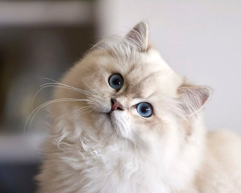 Британский длинношерстный кот