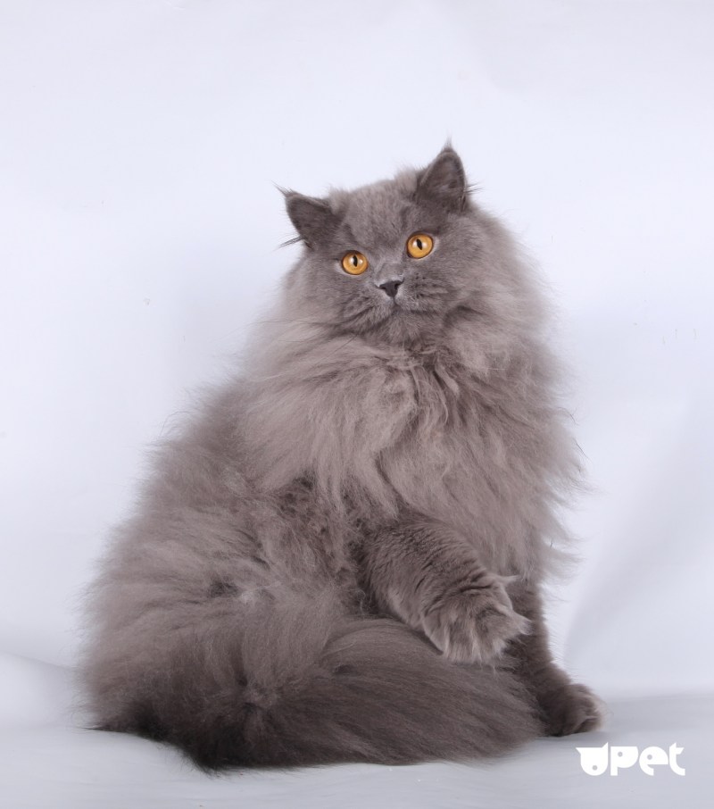 Британская длинношёрстная кошка