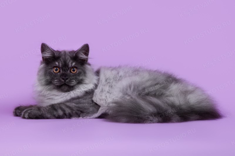 Британская длинношёрстная кошка
