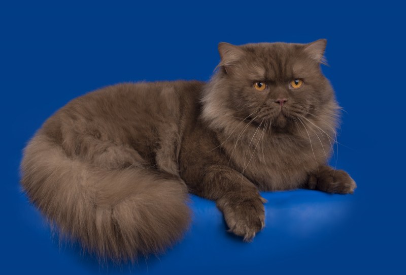 Британский длинношерстный кот