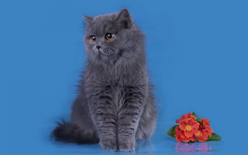 Кошки маленькие длинношерстные