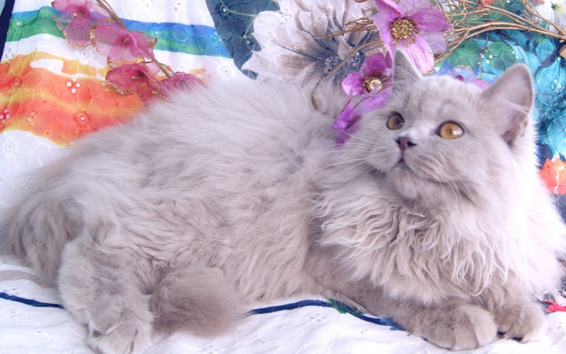 Персидская длинношерстная кошка