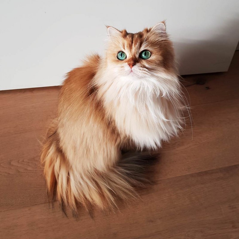 Хайлендер кот британский длинношерстный