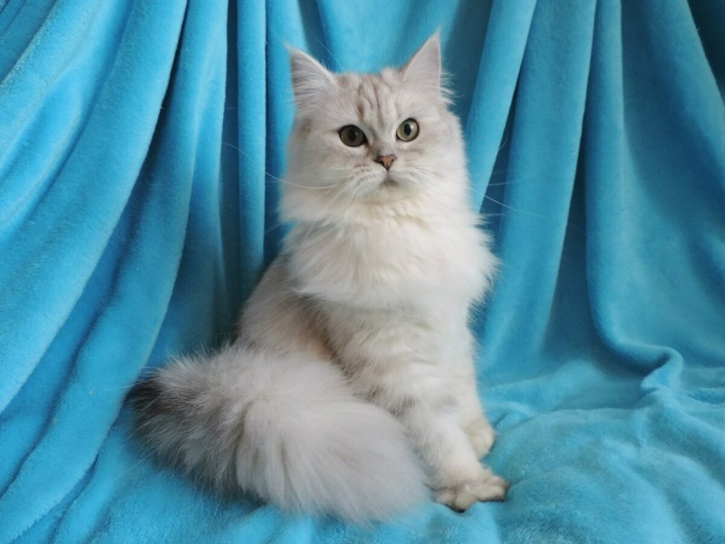 Длинношерстный британец Bri