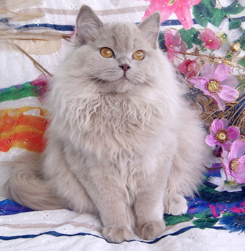 Британская полудлинношерстная кошка