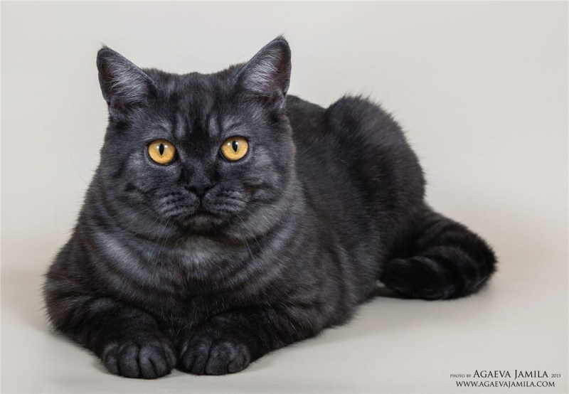 Шотландская кошка черная прямоухая - картинки и фото koshka.top