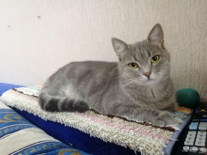 Помесь британца и сибирской кошки