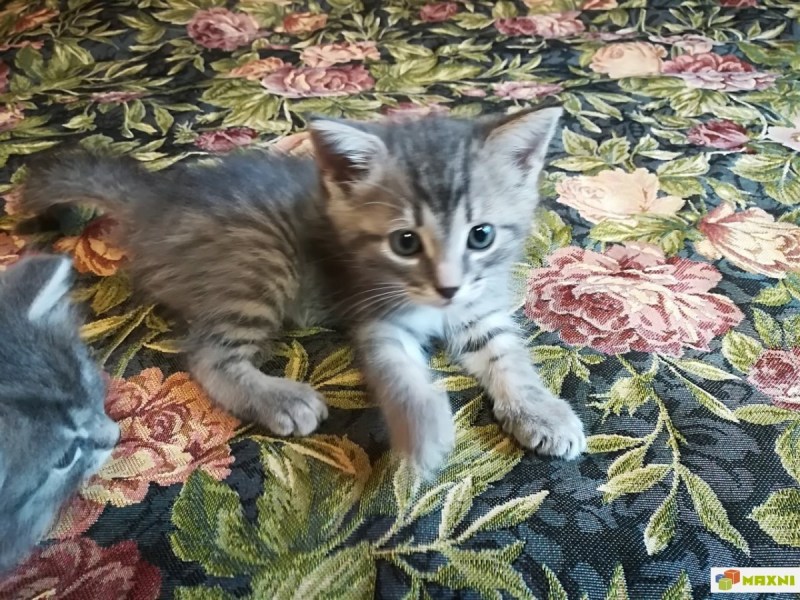 Котята метисы британцы