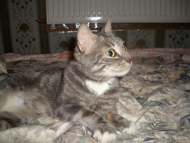 Котик 8 лет