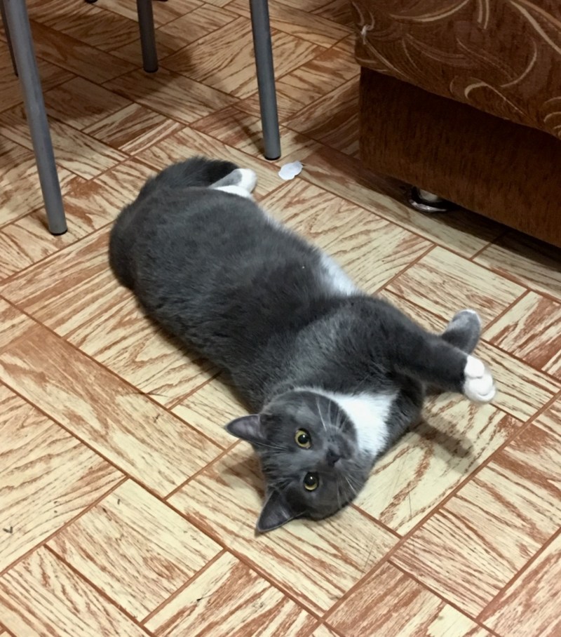 Британский кот помесь с бобтейлом