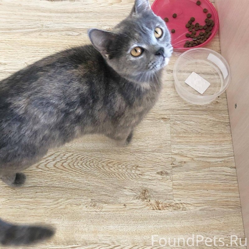 Котята метисы от британской кошки