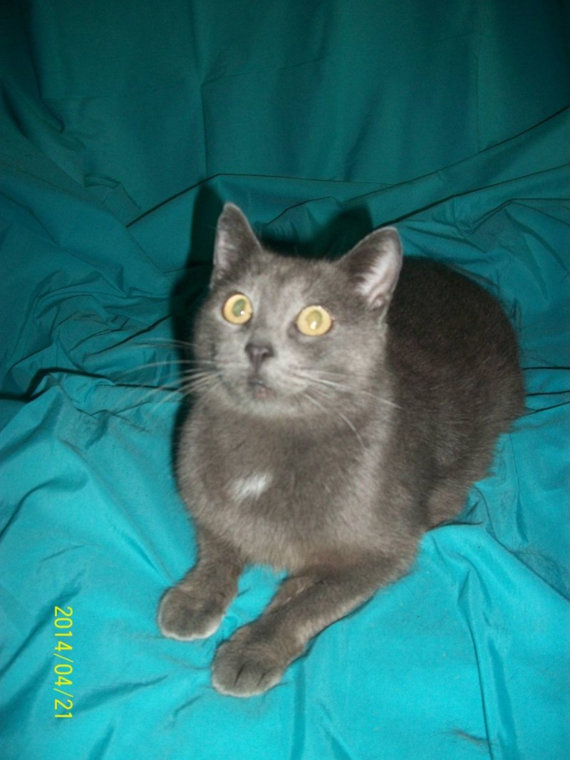 7 Месячный котенок