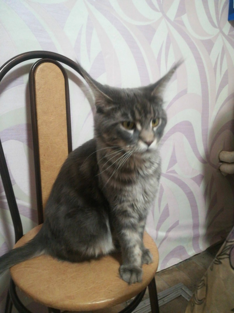 Метис скоттиш фолд